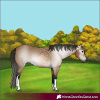 Horse Color:Gray Buckskin Tobiano 