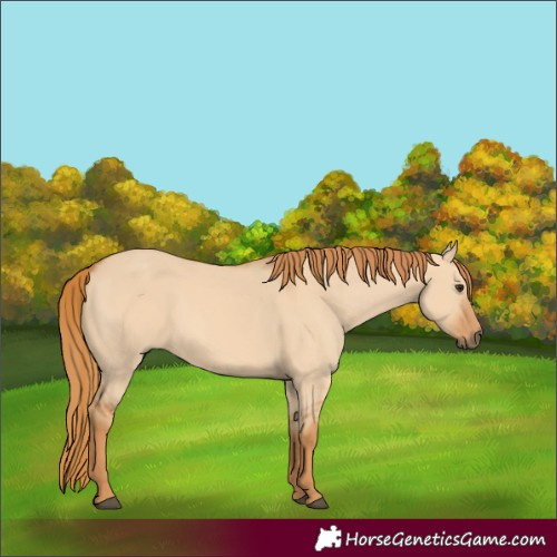 Horse Color:Red Dun 