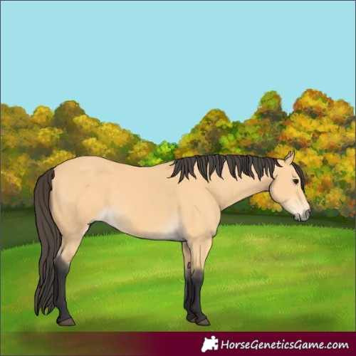Horse Color:Buckskin Rabicano