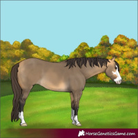 Horse Color:Buckskin Dun