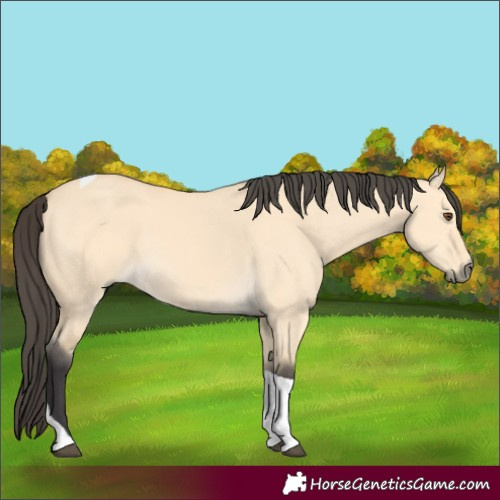 Horse Color:Buckskin Dun Tobiano 