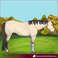 Horse Color:Buckskin Dun Tobiano