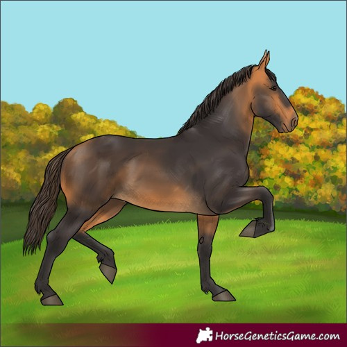 Horse Color:Buckskin 