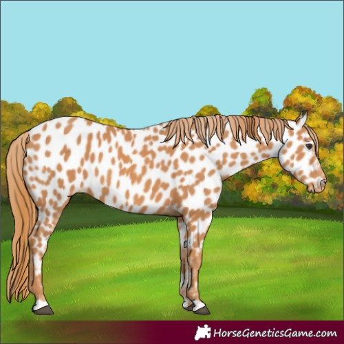 Horse Color:Chestnut Near Leopard 