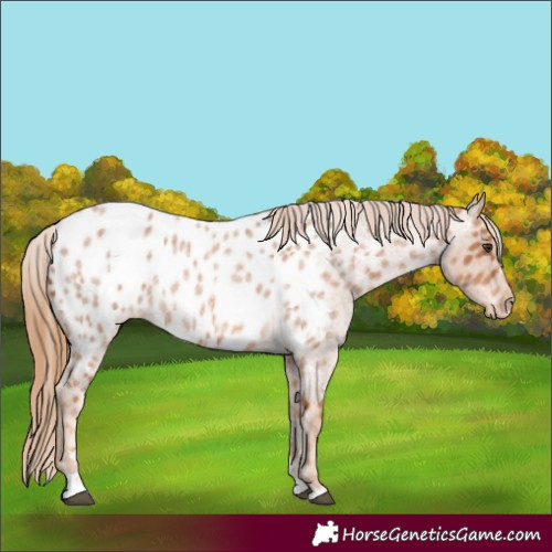 Horse Color:Red Roan Appaloosa 