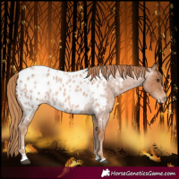 Horse Color:Red Roan Near Leopard 