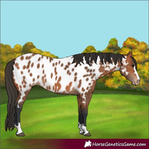 Horse Color:Bay Near Leopard 