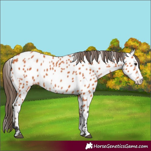 Horse Color:Bay Near Leopard 