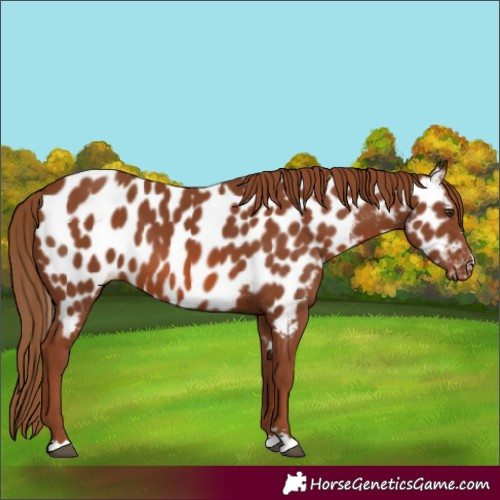 Horse Color:Chestnut Near Leopard 