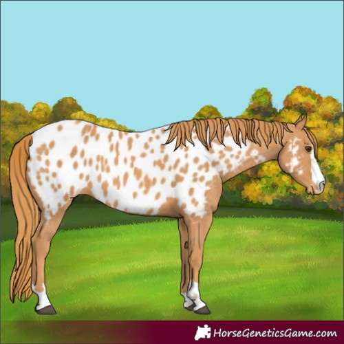 Horse Color:Chestnut Near Leopard 