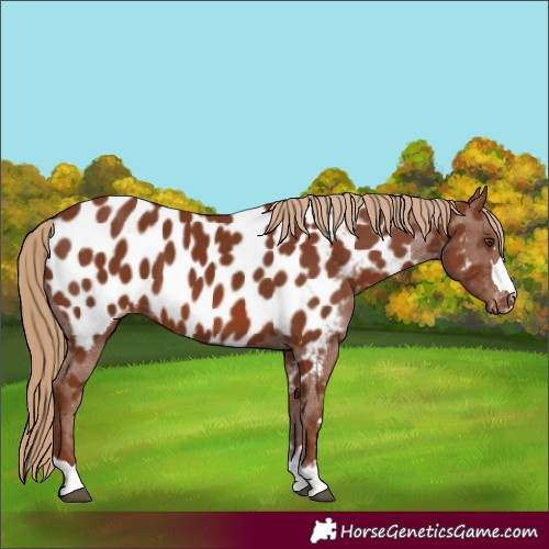 Horse Color:Chestnut Near Leopard 