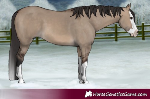 Horse Color:Brown Dun Splash 