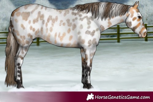 Horse Color:Buckskin Roan Appaloosa 