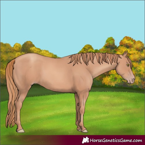 Horse Color:Gold Champagne 