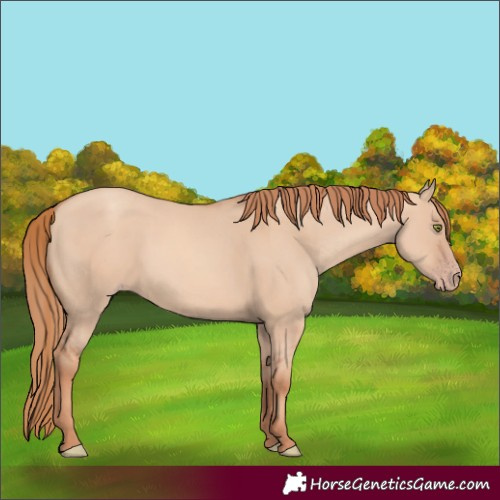 Horse Color:Gold Champagne Dun 