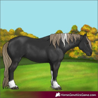 Horse Color:Liver Chestnut Tobiano 