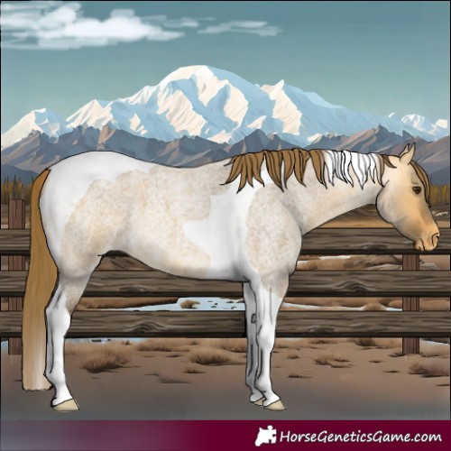 Horse Color:Buckskin Roan Dun Tobiano Appaloosa 