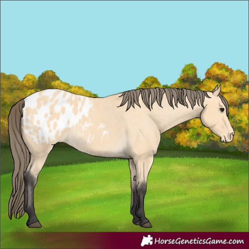 Horse Color:Buckskin Blanket 