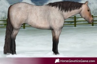 Horse Color:Bay Roan Dun