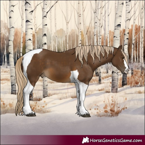 Horse Color:Chocolate Palomino Tobiano 
