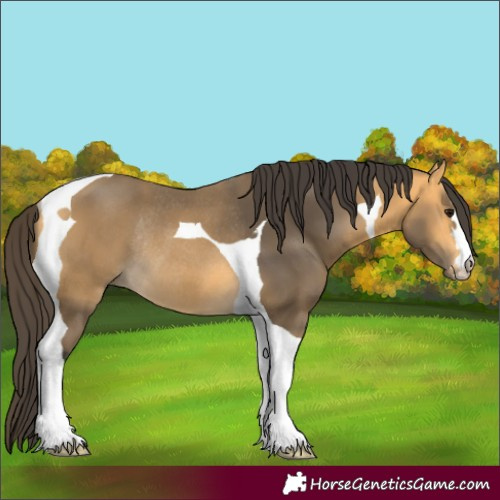 Horse Color:Buckskin Tobiano Rabicano 