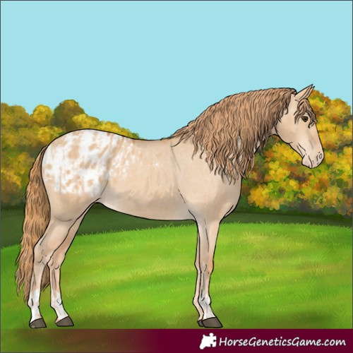 Horse Color:Red Dun Appaloosa  and Red Dun Appaloosa 