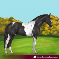 Horse Color:Liver Chestnut Tobiano 