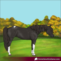 Horse Color:Liver Chestnut Tobiano 