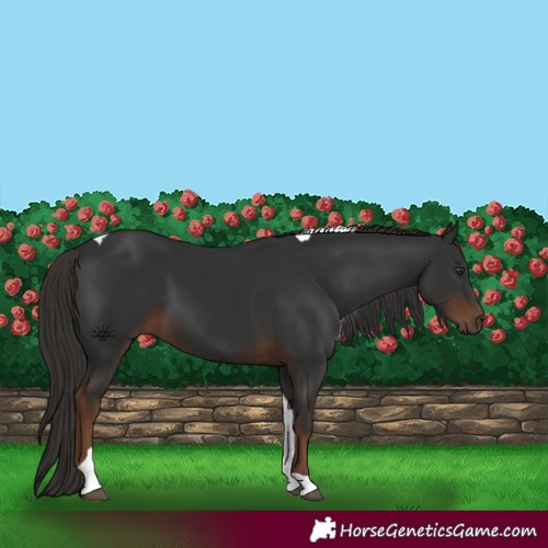 Horse Color:Liver Chestnut Tobiano 