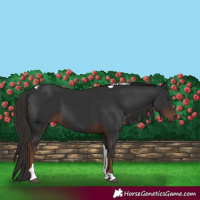Horse Color:Liver Chestnut Tobiano 