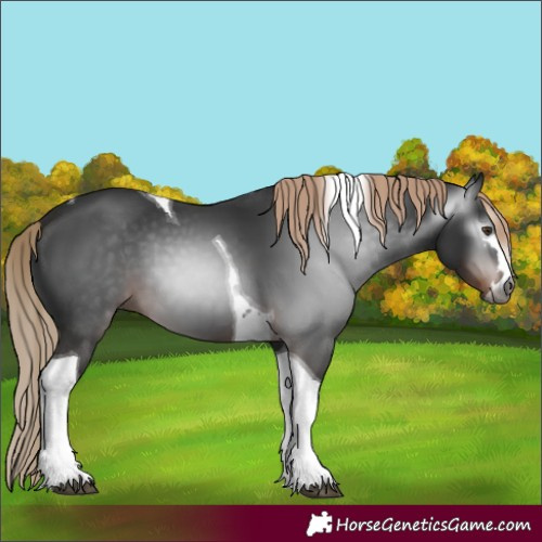 Horse Color:Gray Liver Chestnut Tobiano