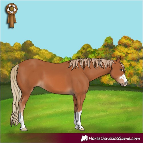 Horse Color:Chestnut 