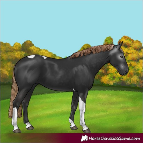 Horse Color:Gray Liver Chestnut Tobiano 