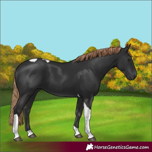 Horse Color:Gray Liver Chestnut Tobiano 