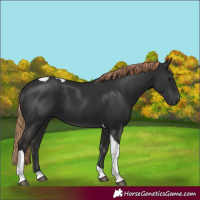 Horse Color:Gray Liver Chestnut Tobiano
