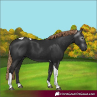 Horse Color:Gray Liver Chestnut Tobiano
