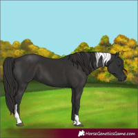 Horse Color:Liver Chestnut Tobiano 