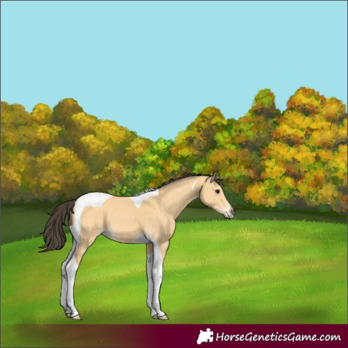 Horse Color:Buckskin Tobiano