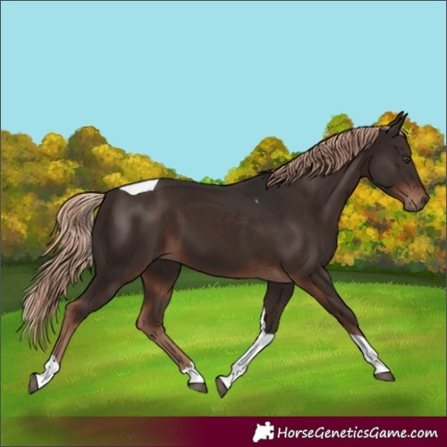 Horse Color:Liver Chestnut Tobiano 