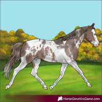 Horse Color:Liver Chestnut Sabino Splash Tobiano Appaloosa