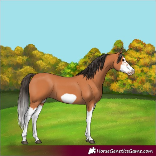 Horse Color:Bay Splash Frame 