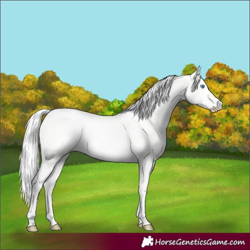 Horse Color:Silver Perlino Dun Rabicano 