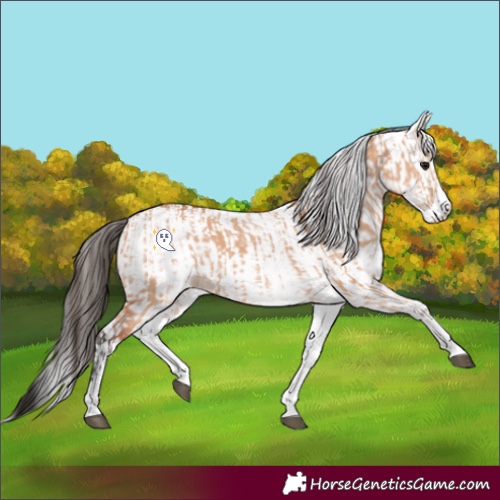 Horse Color:White Spotted Bay Dun Rabicano and Gray White Spotted Bay Dun Rabicano