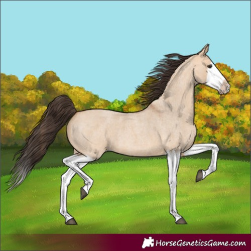 Horse Color:Bay Roan Dun Splash Frame