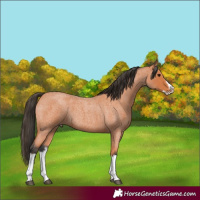 Horse Color:Bay Roan Splash Frame 