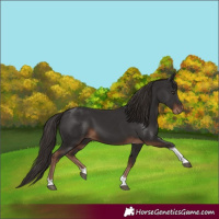 Horse Color:Liver Chestnut Tobiano 