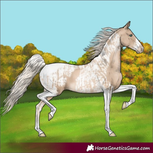 Horse Color:Chocolate Palomino Pearl Tobiano Frame and Chocolate Palomino Pearl Tobiano Frame