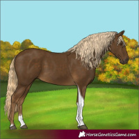 Horse Color:Chocolate Palomino Tobiano 
