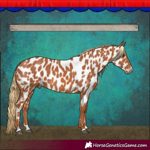 Horse Color:Chestnut Near Leopard 