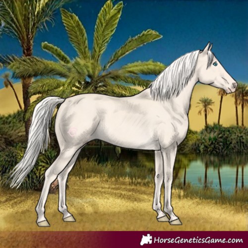 Horse Color:Cremello 